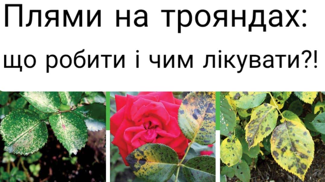Плями на листках троянди: що робити і чим лікувати?